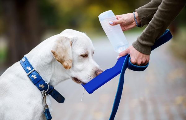 Genius Ideas Drinkfles voor de hond - Afbeelding 2